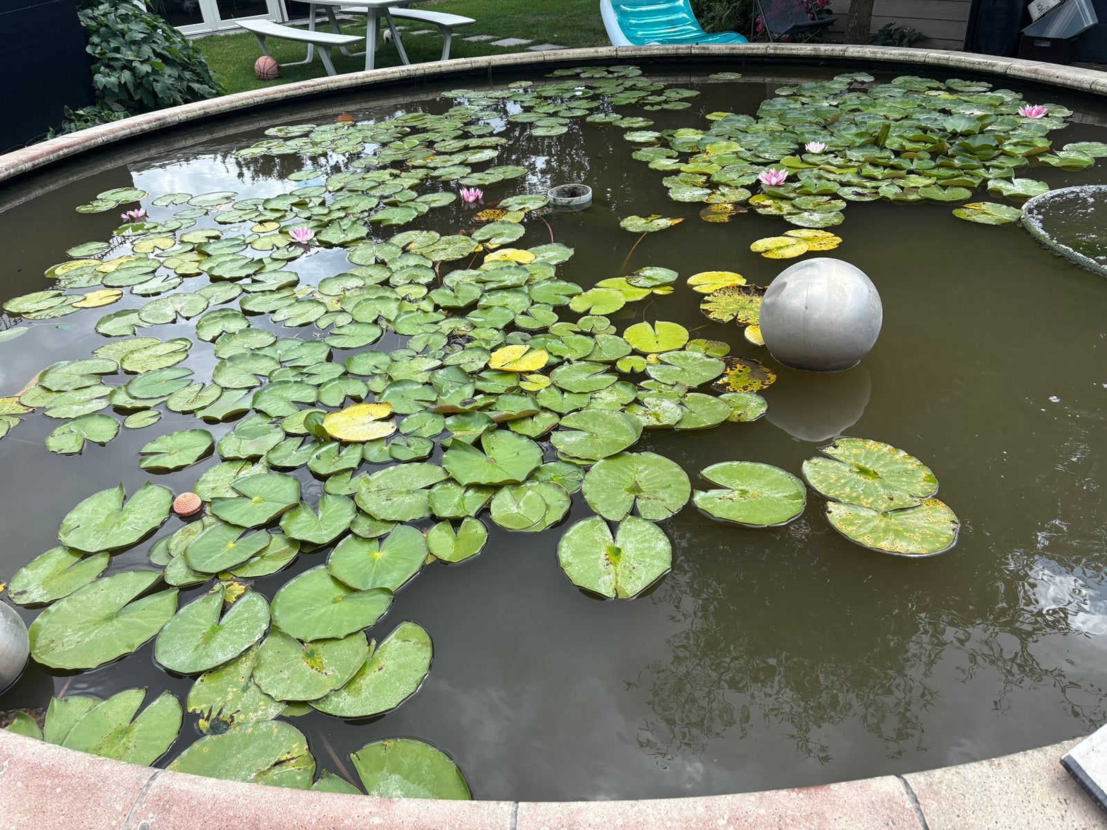 Vijver waterlelies in manden te koop., Tuin en Terras, Ophalen, Gebruikt