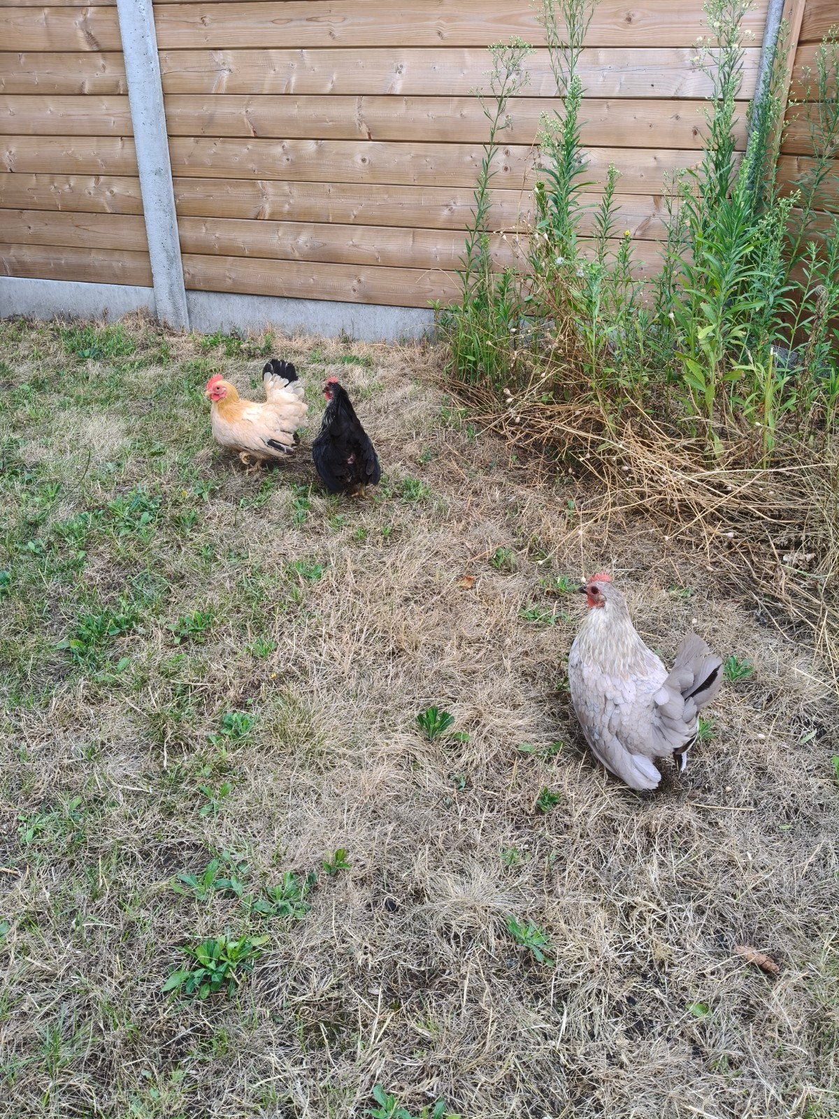 3 Chabo kippen met toebehoren, Vrouwelijk, Kip