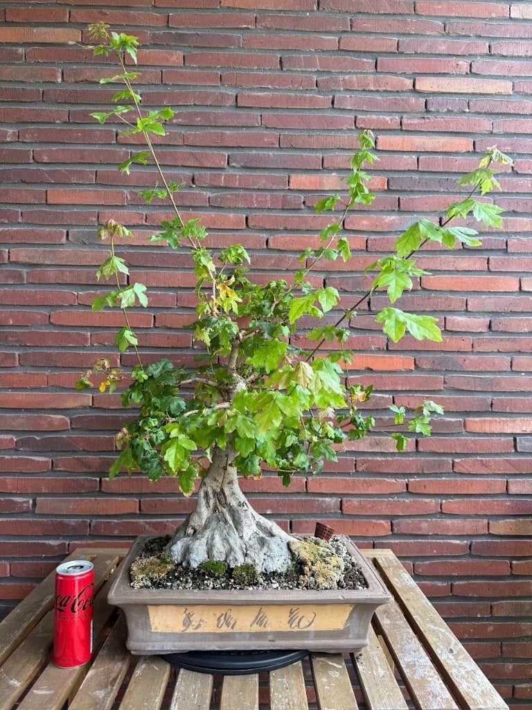 Bonsai Acer campestre (érable champêtre), En pot, Autres espèces, Enlèvement, Ombre partielle