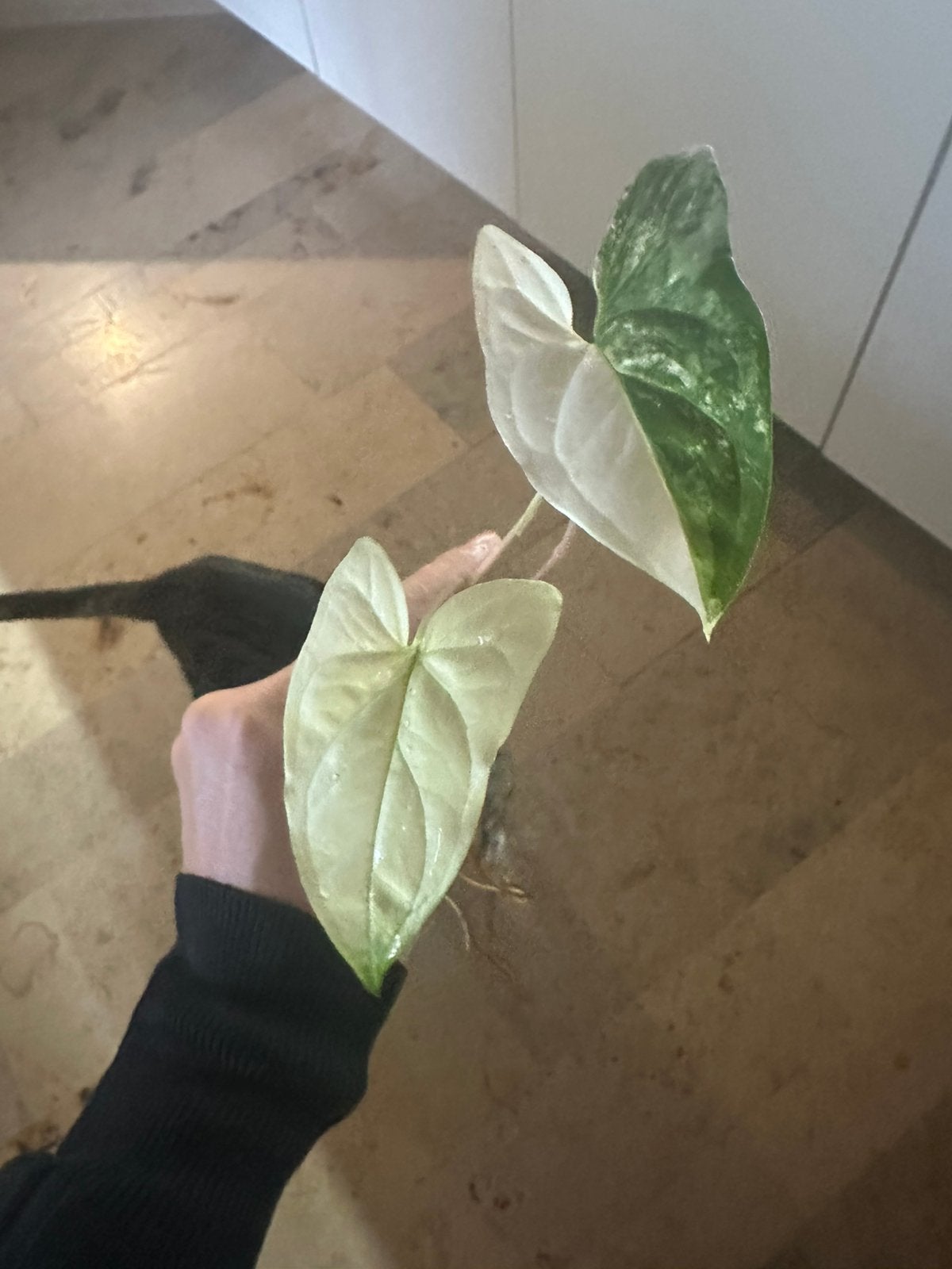 Syngonium halfmoon / fullmoon rare, Enlèvement ou Envoi