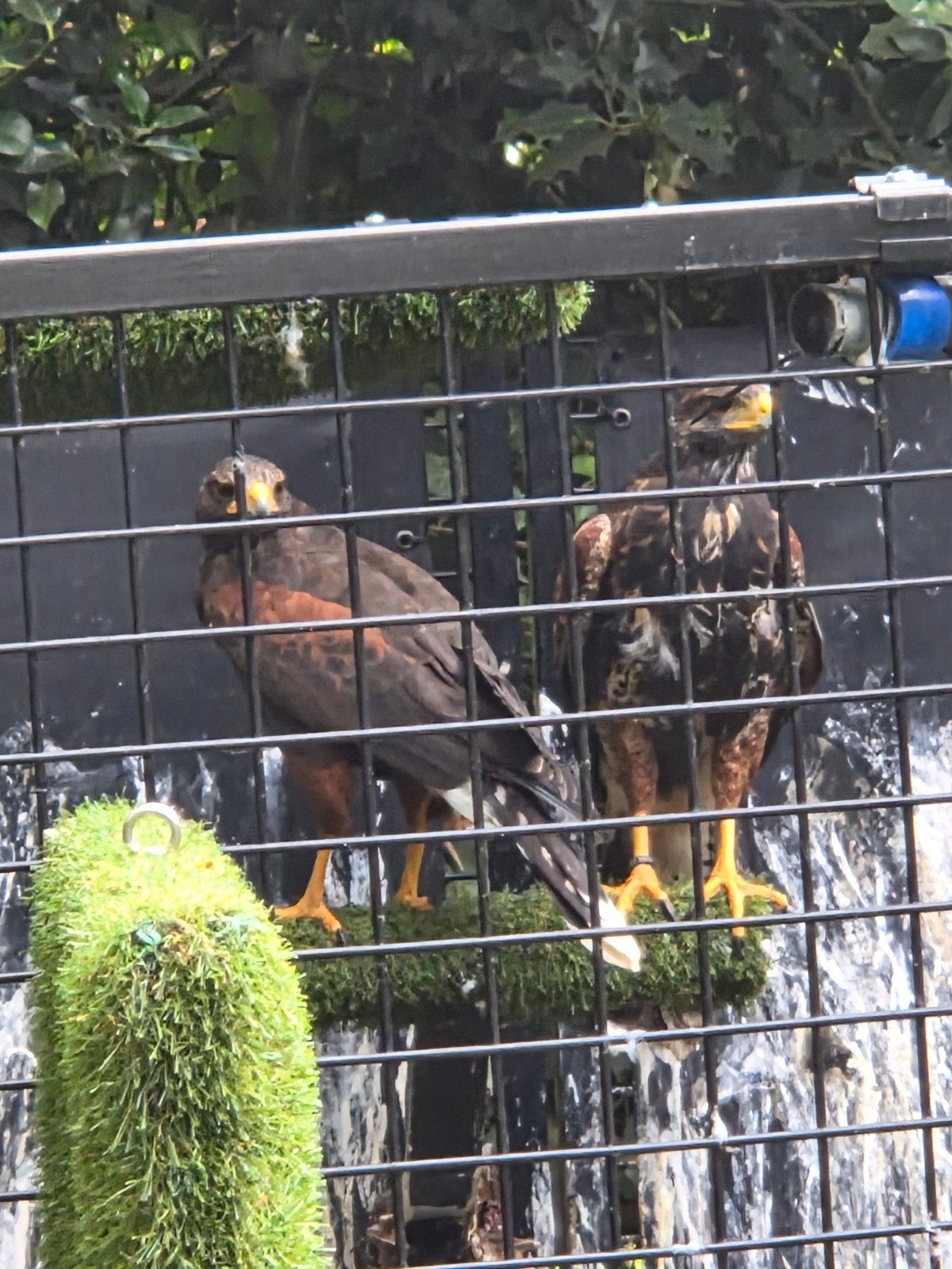 Koppel woestijnbuizerds, Dieren en Toebehoren