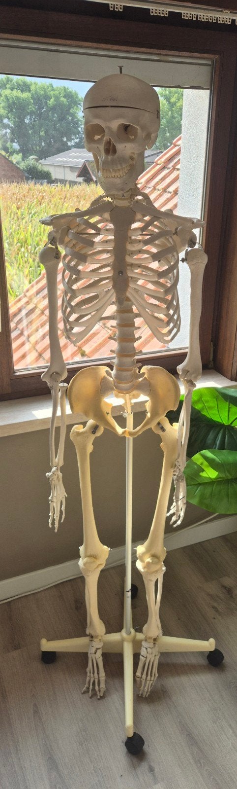 Anatomisch skelet, Enlèvement, Utilisé