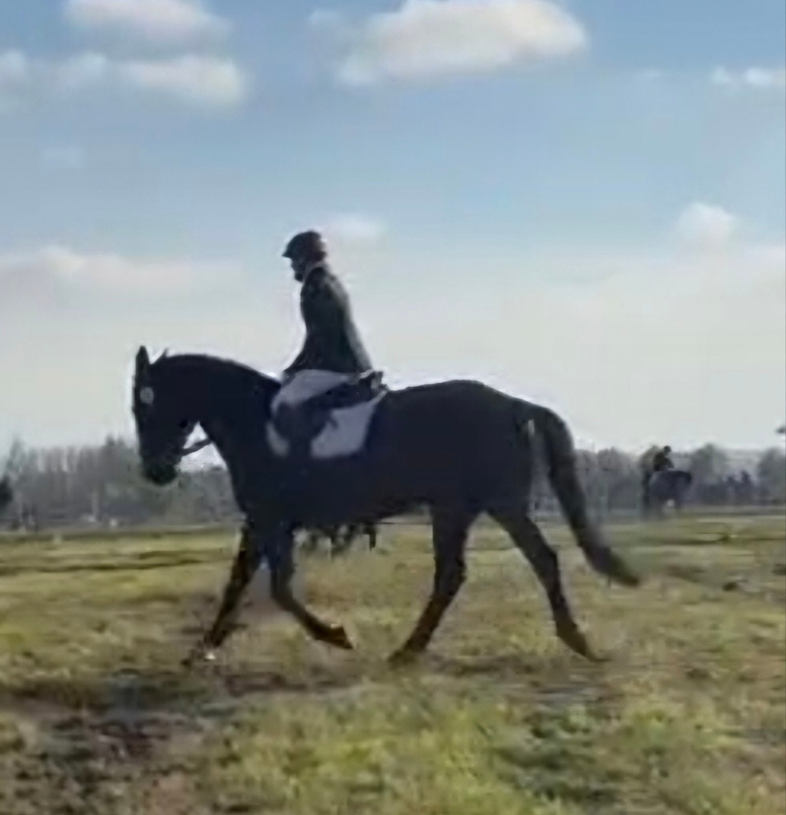 Leuke allround merrie, Merrie, Met stamboom