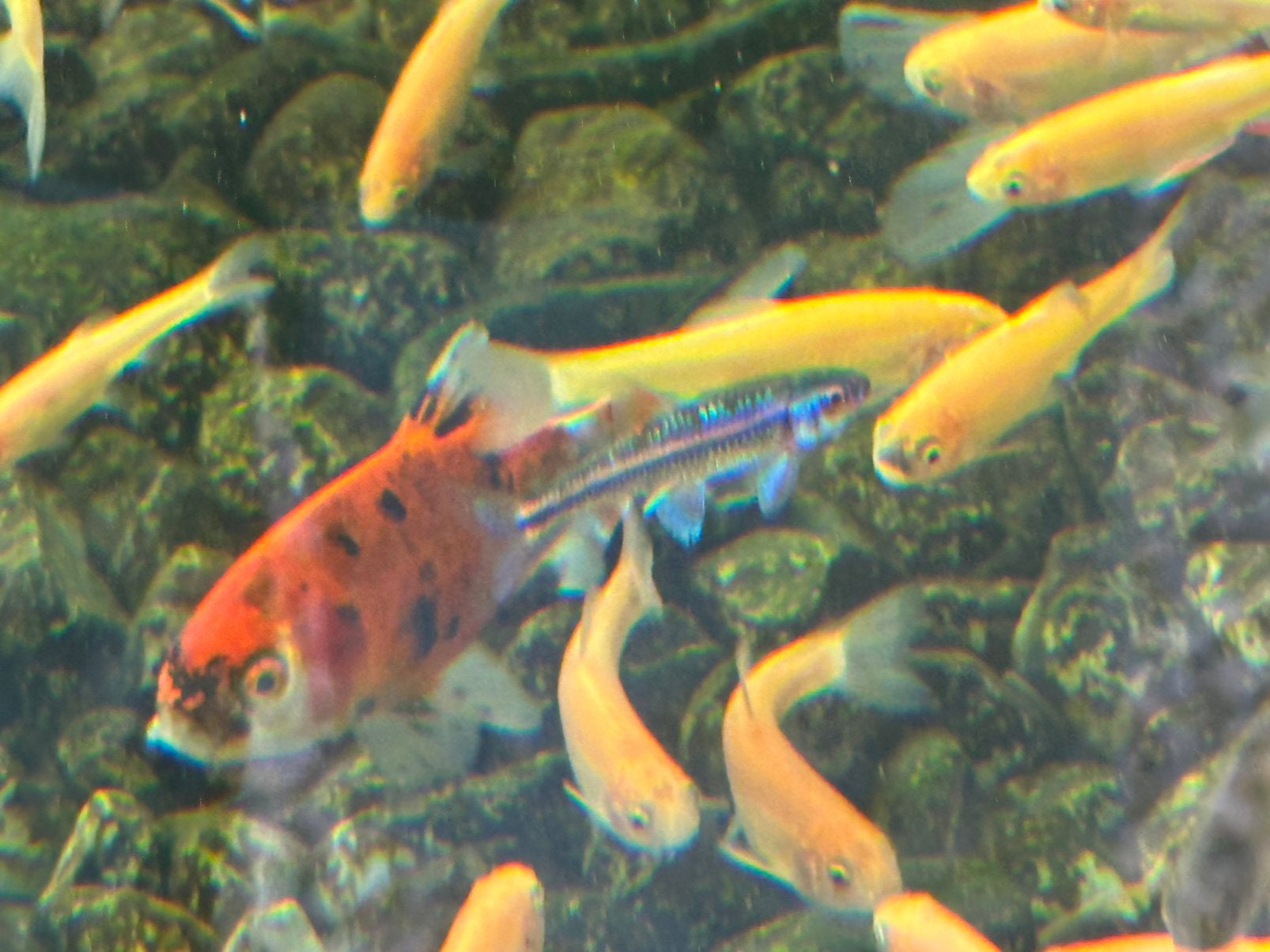 Rainbow shiners ( 3-4cm), Dieren en Toebehoren, Vissen | Aquariumvissen