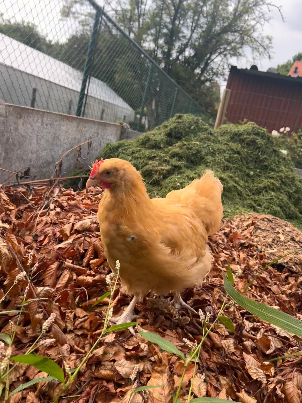 Orpington hanen te koop, Mannelijk, Kip