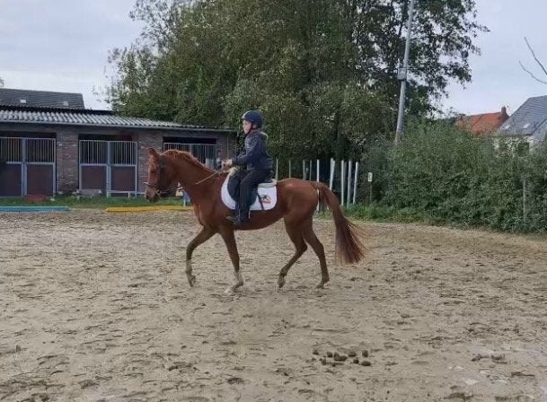 Super brave 5 Jarige  D-pony, Dieren en Toebehoren, Gechipt, B, Ruin, 3 tot 6 jaar
