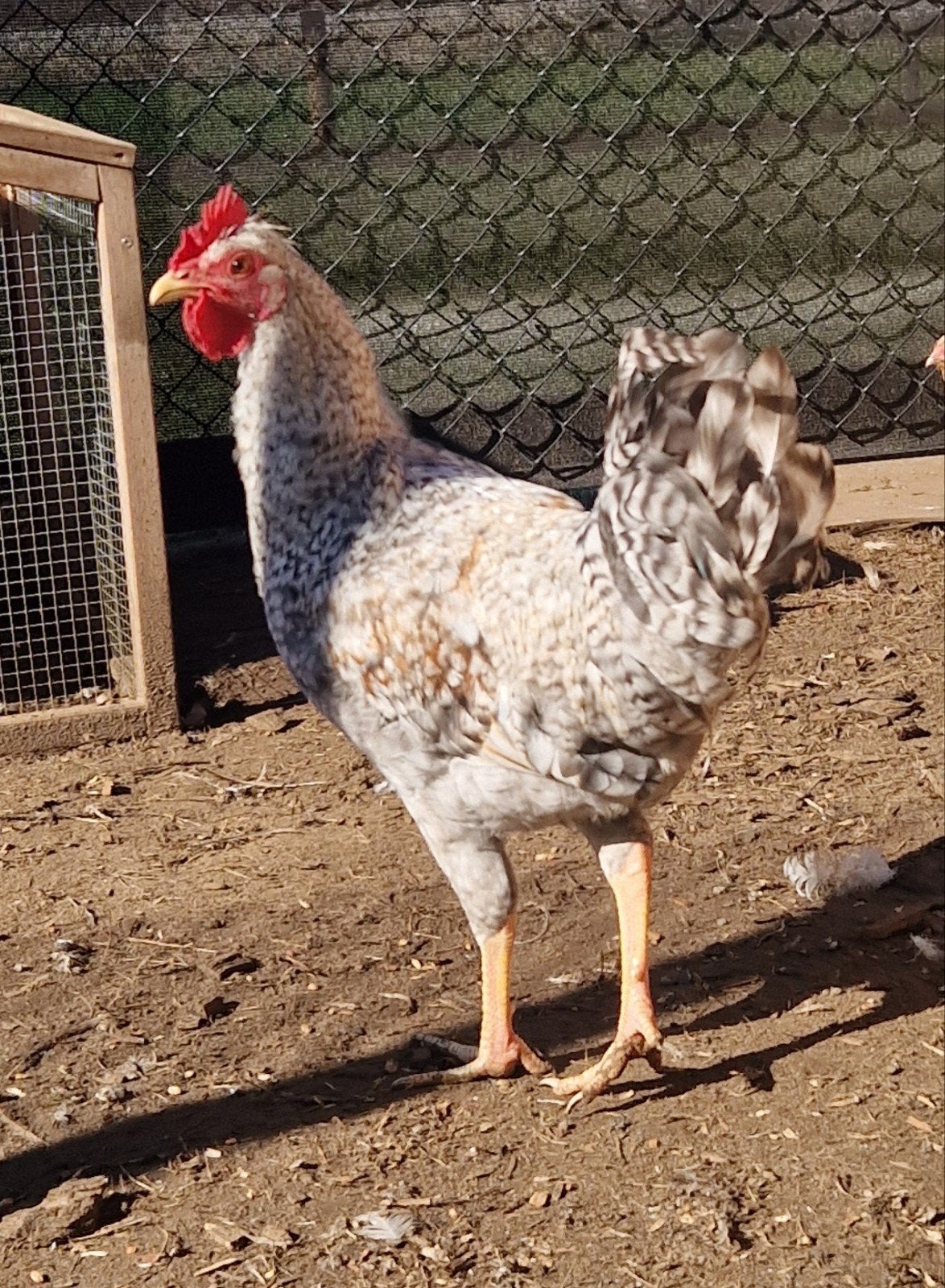Cream Legbar haan, Dieren en Toebehoren