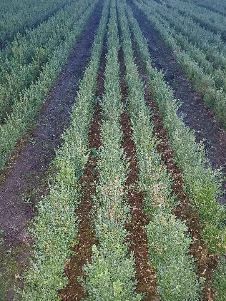Buxus, Tuin en Terras, Ophalen, Buxus, Struik, Minder dan 100 cm