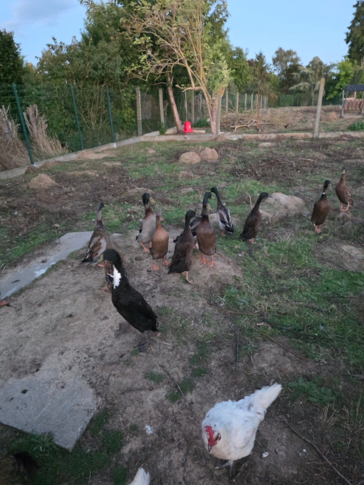 indische loopeenden, Dieren en Toebehoren, Meerdere dieren, Eend
