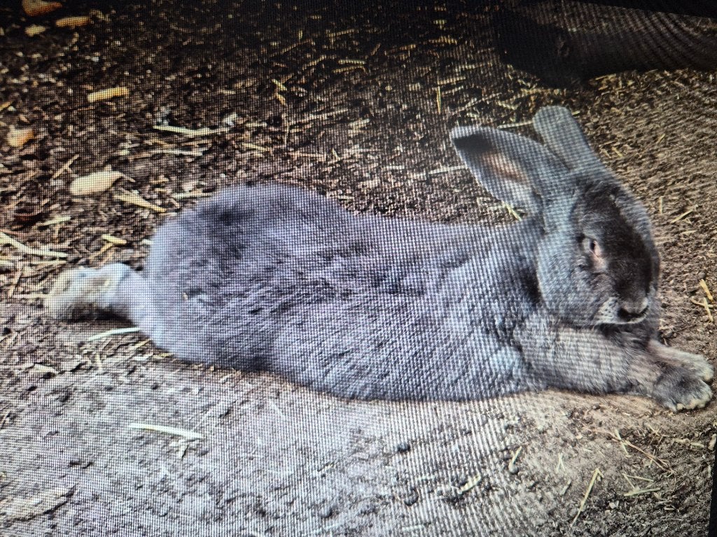 Vlaamse reus, Mâle, Taille moyenne, 0 à 2 ans