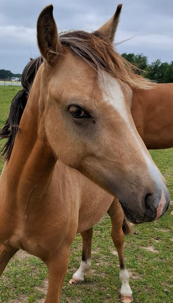 New Forest valk merrie Geboren 3-5-2024, Dieren en Toebehoren, Paarden, Merrie