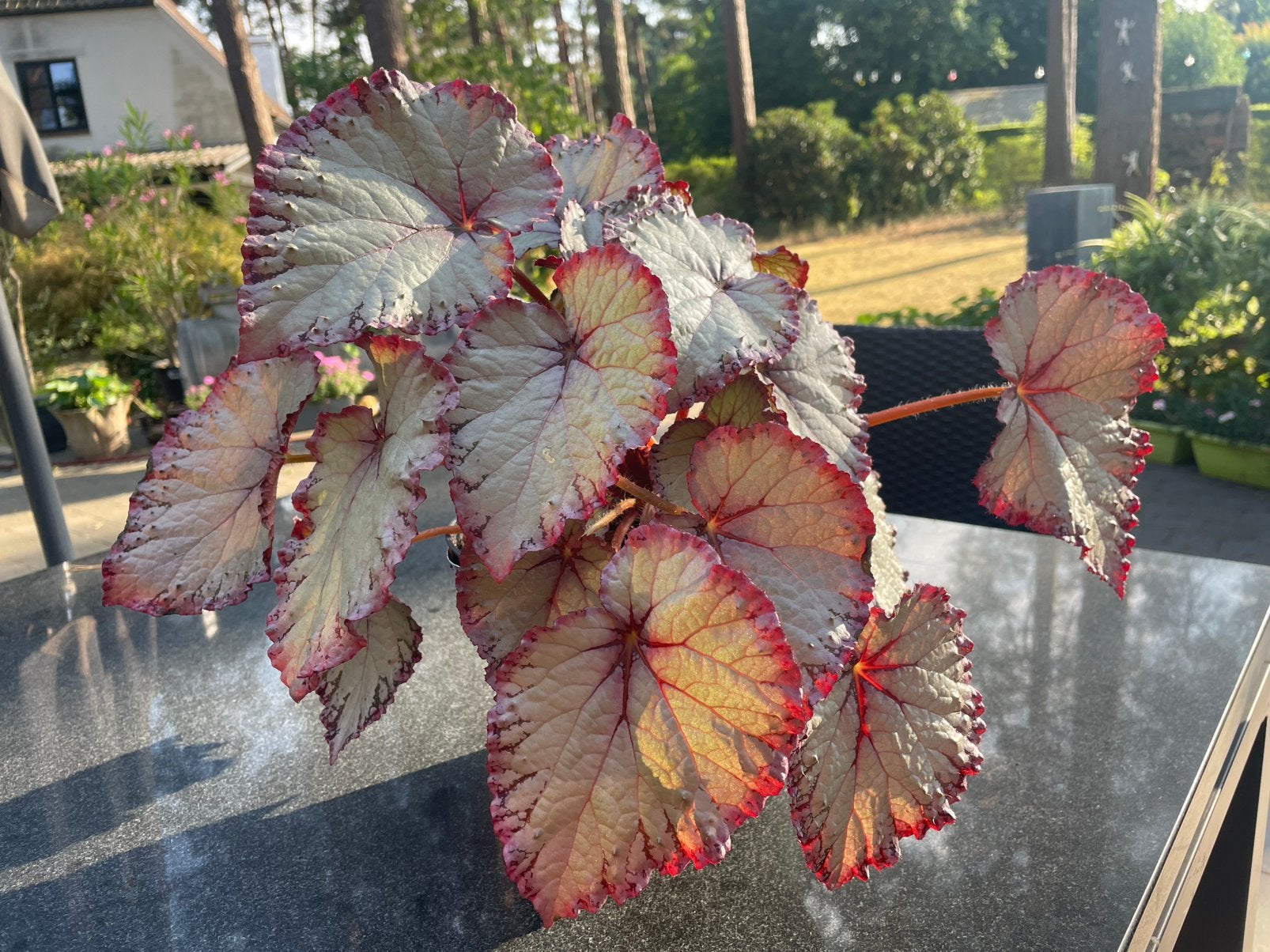 Bégonia à feuilles, Maison & Meubles, Plantes d'intérieur, Enlèvement