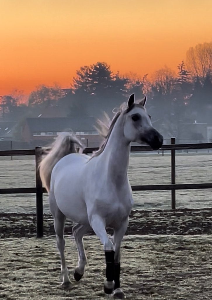 Arabian Horses judicial sale via ESHA.horse 2 paarden nu TK, Dieren en Toebehoren, Paarden, Minder dan 160 cm, Z, 3 tot 6 jaar