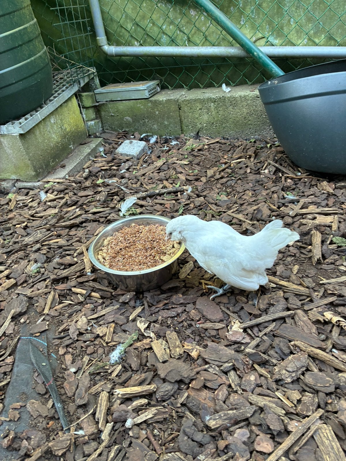 Antwerpse , Ukkelse, Everbergse baardkrielen, Poule ou poulet
