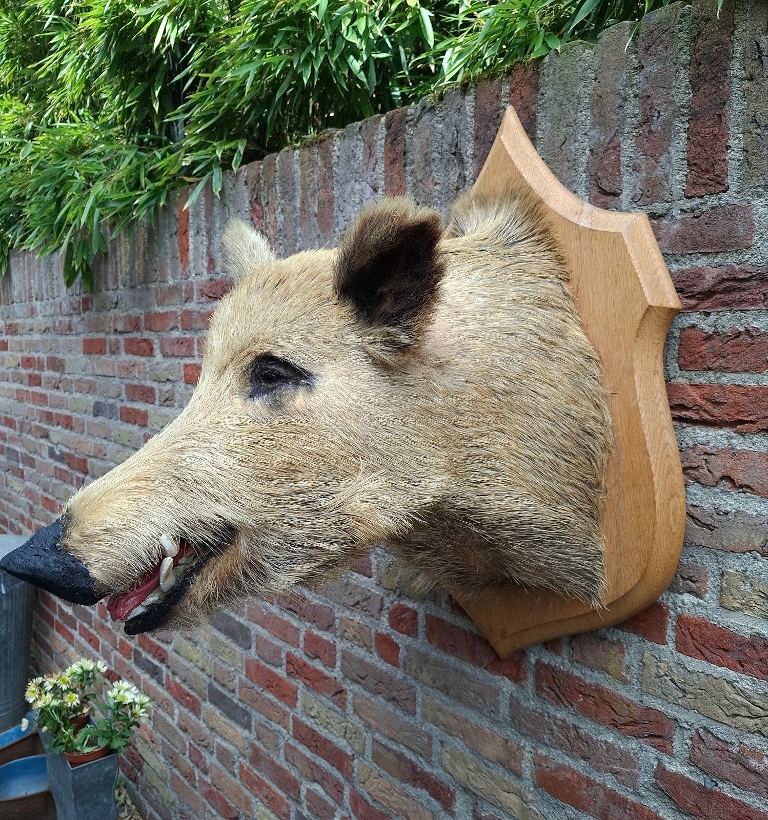 groot opgezette kop zwijn taxidermy schedel jacht hert, Enlèvement, Animal sauvage, Bois ou Tête