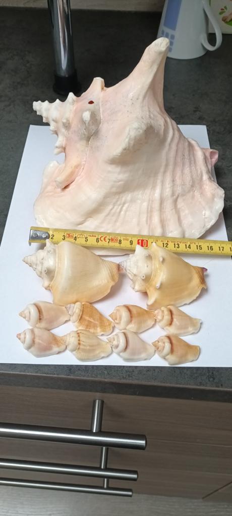 Gros conque 1kg +- plus petits roses ,dimensions  sur photos, Collections, Collections Autre, Enlèvement ou Envoi