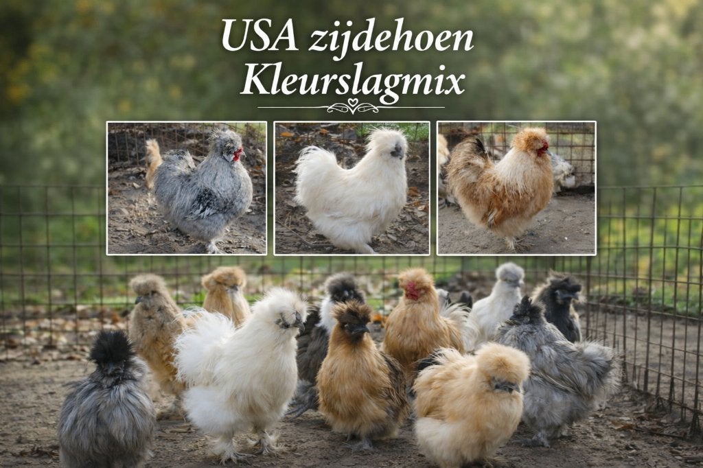 Œufs à incubation de tétras à soie des États-Unis -, Animaux & Accessoires, Volatiles, Poule ou poulet