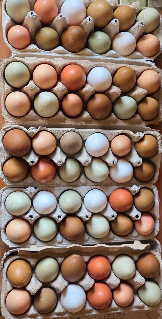 Broedeieren mix, Dieren en Toebehoren, Pluimvee