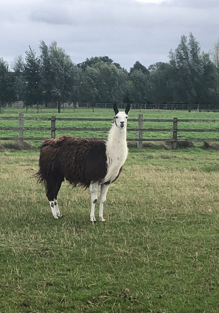 Bonte lama hengst, Dieren en Toebehoren, Januari, Mannelijk