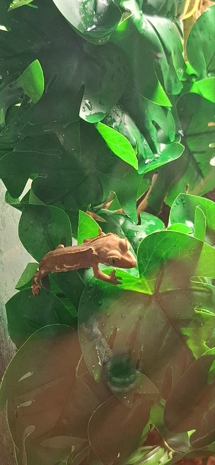 wimpergekko´s baby,s en jong volwassen , ouderdieren