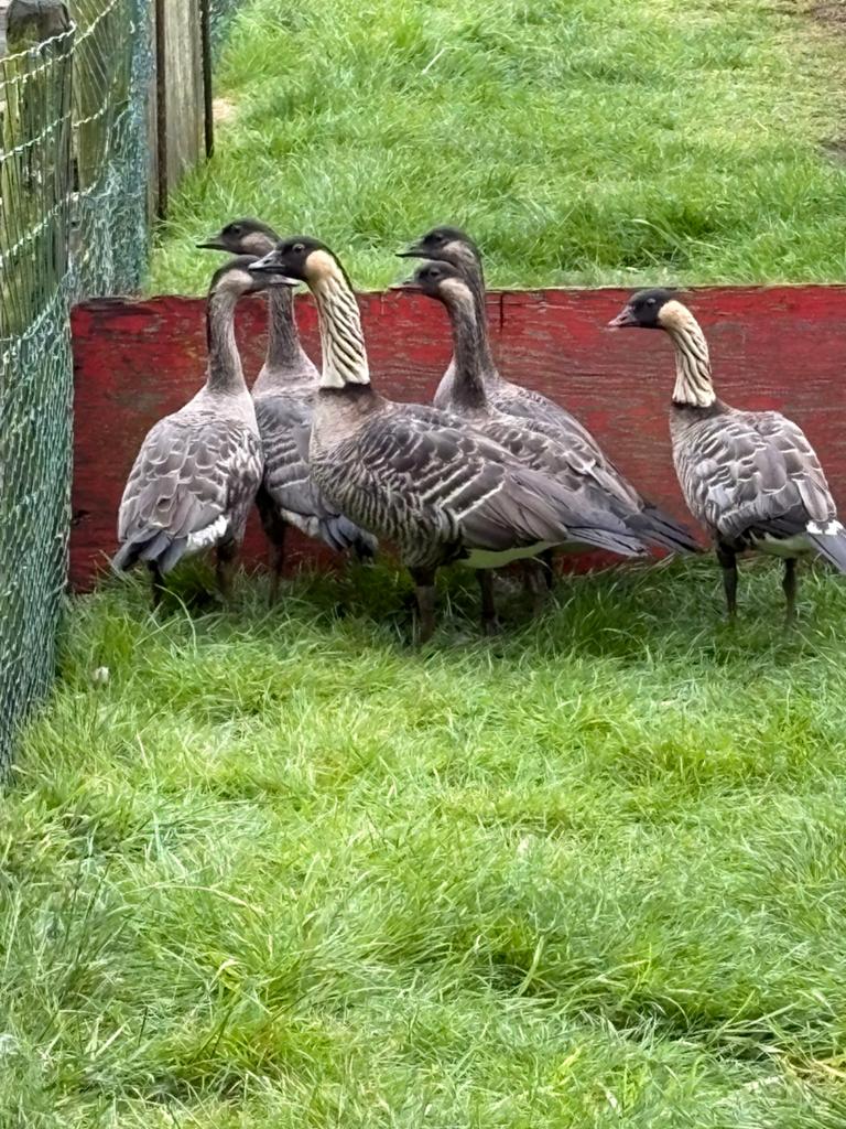 Hawai ganzen, Dieren en Toebehoren, Geslacht onbekend, Gans of Zwaan