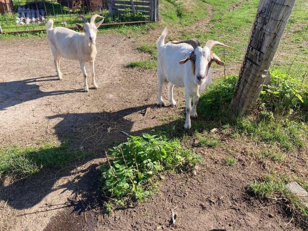3 geiten te koop, Femelle, Chèvre, 3 à 5 ans