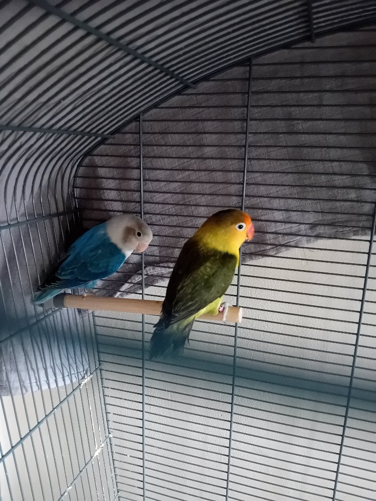 Vogels.. dwergpapagaai.. agapornis., Dieren en Toebehoren, September, Mannelijk