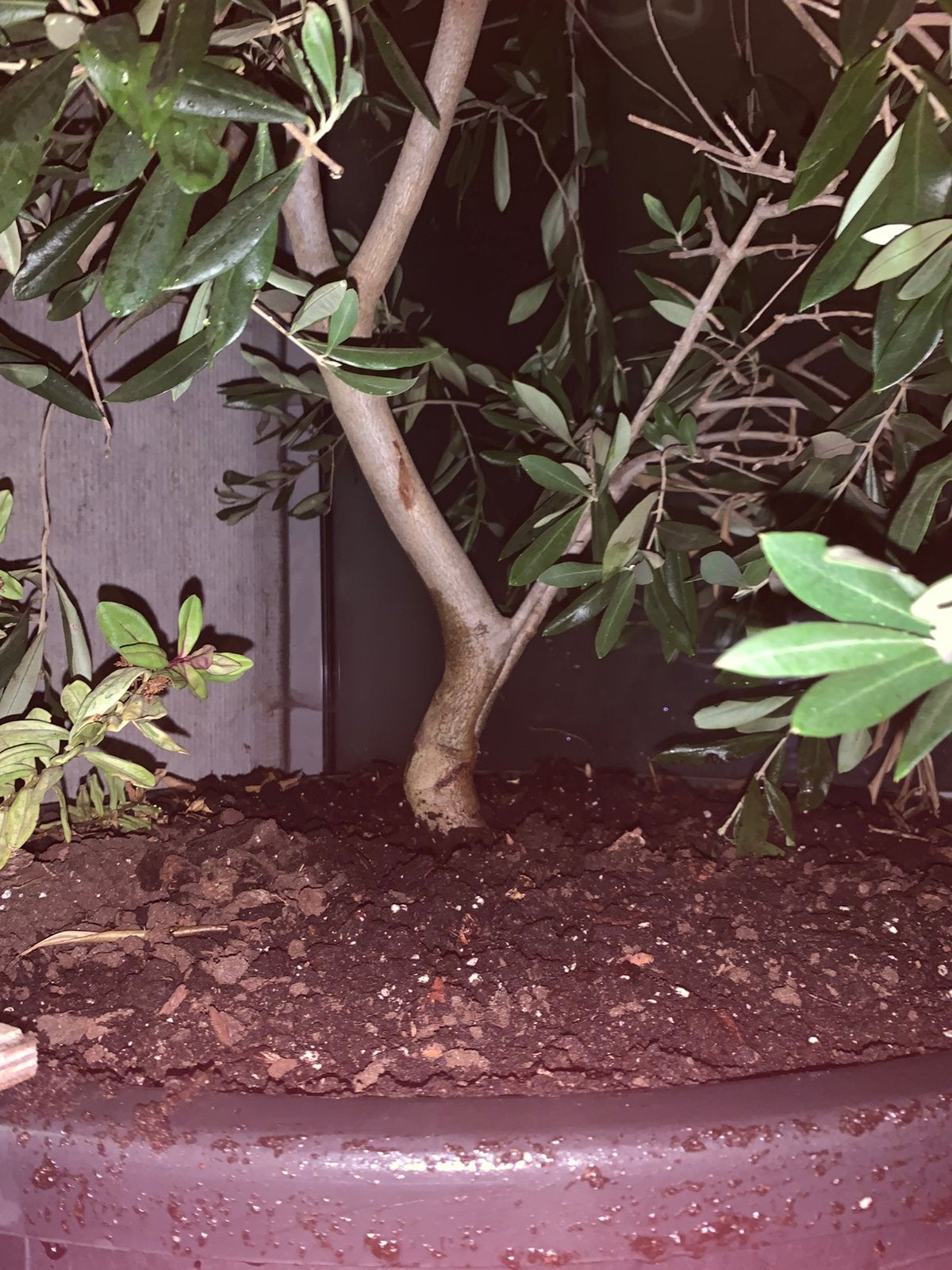 30 jaar oude Olijfboom in boomkuip opgekweekt, Tuin en Terras, Ophalen, Olijfboom