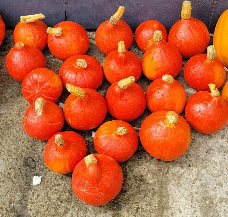 Pompoenen, Ophalen
