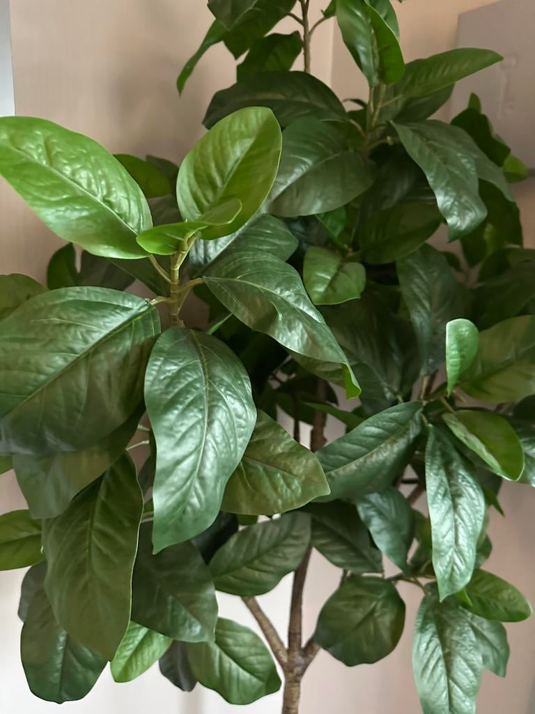 Kunstplant magnolia ikea, Huis en Inrichting, Kamerplanten, Ophalen