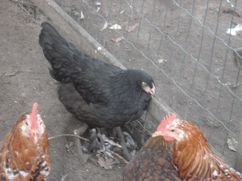 zwarte marans hen, Vrouwelijk, Kip