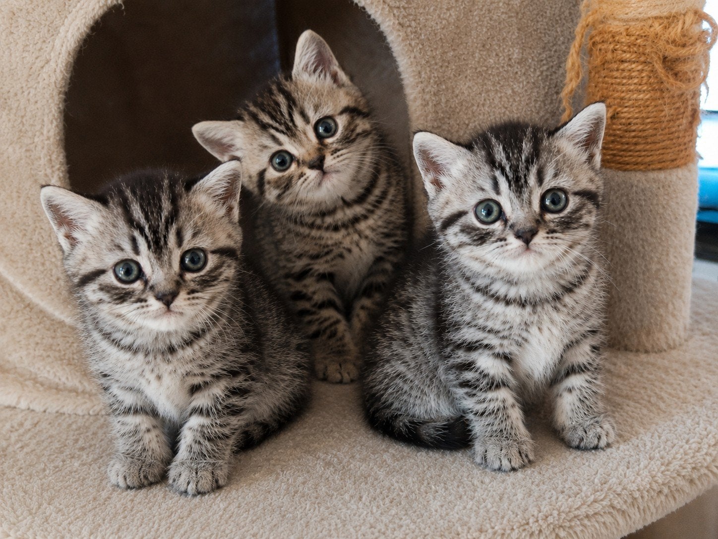 Chatons britanniques à poil court, Plusieurs animaux, Vermifugé
