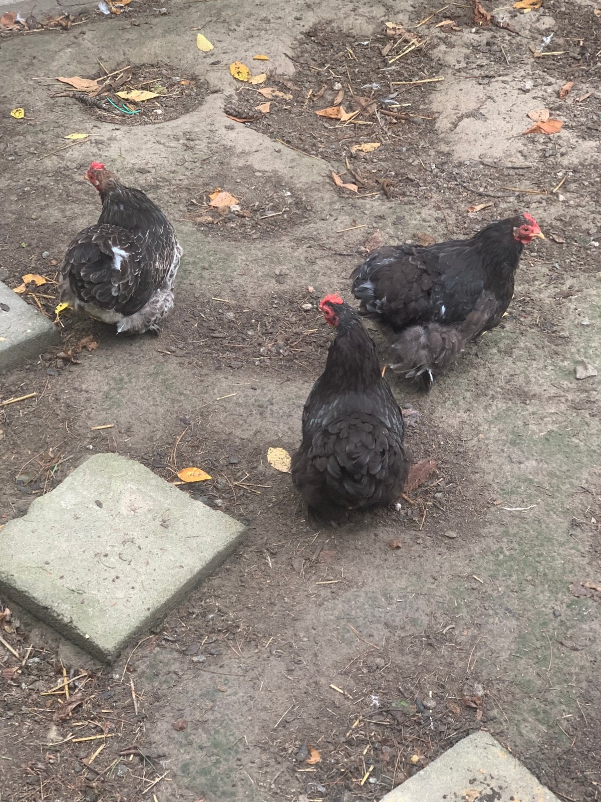 Kippen, Animaux & Accessoires, Poule ou poulet