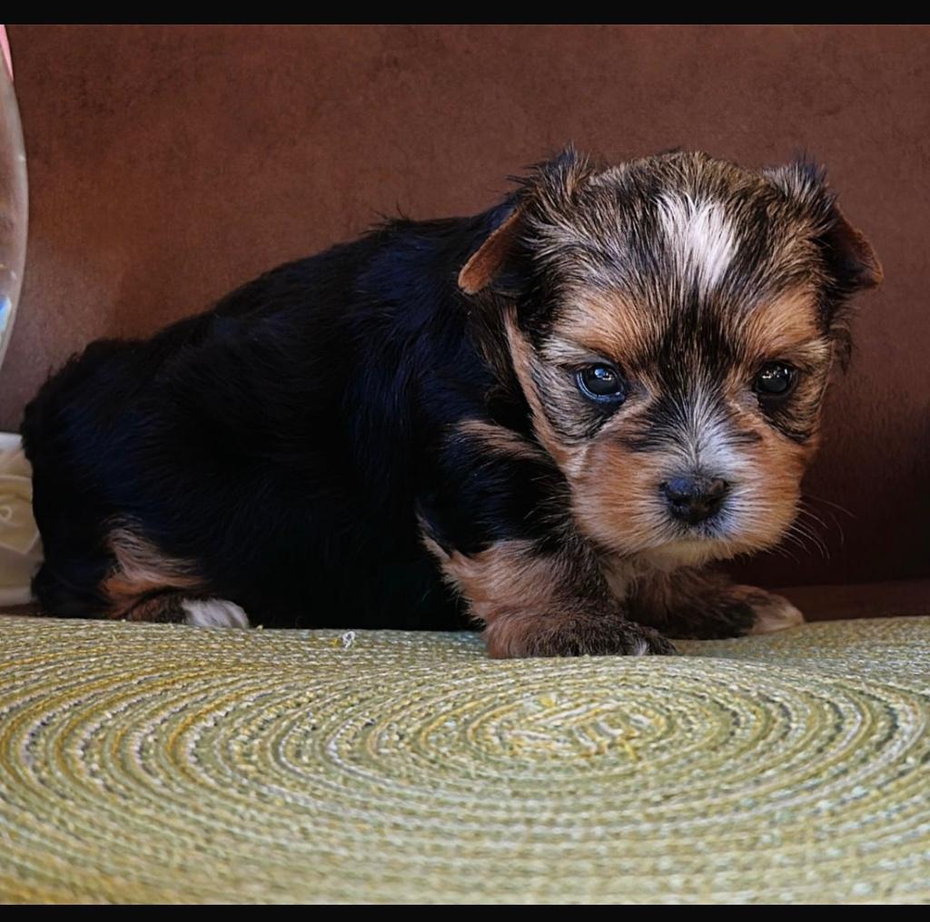 Mini Yorkshire, Parvo, België, Fokker | Hobbymatig, Overige rassen
