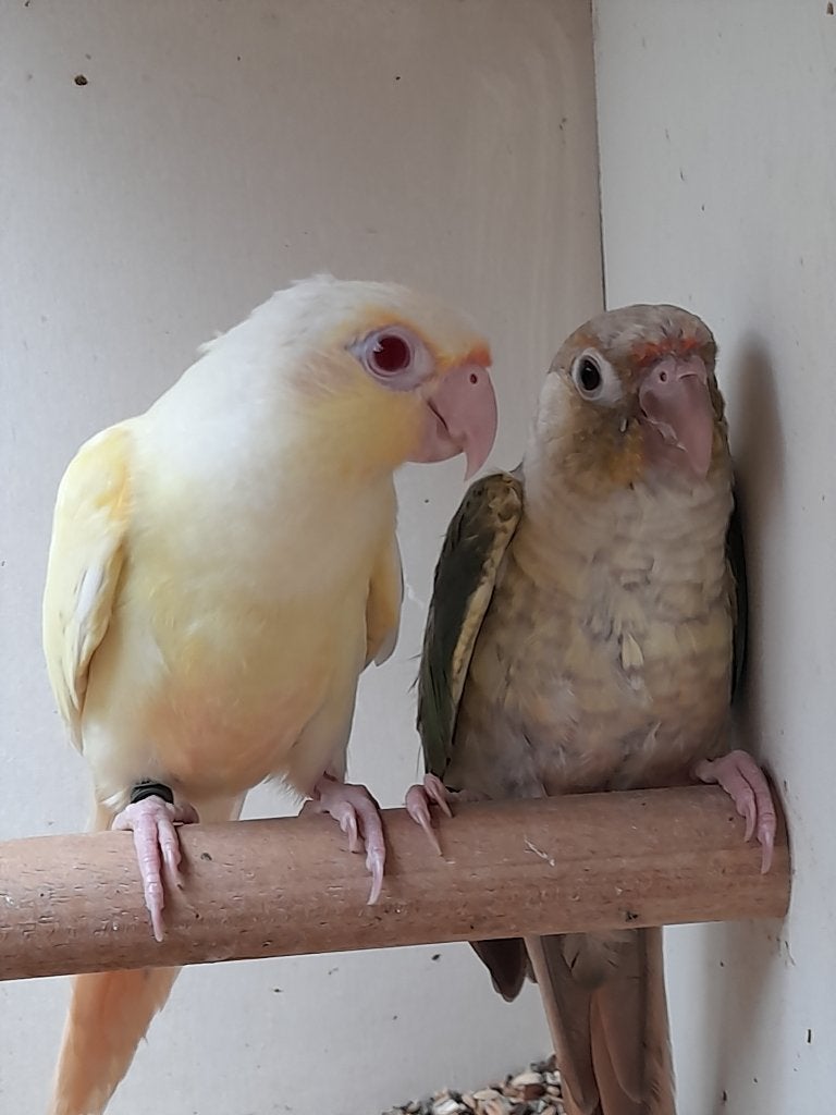 2 koppels pyrrhuras met 1 creme ino man, Bagué