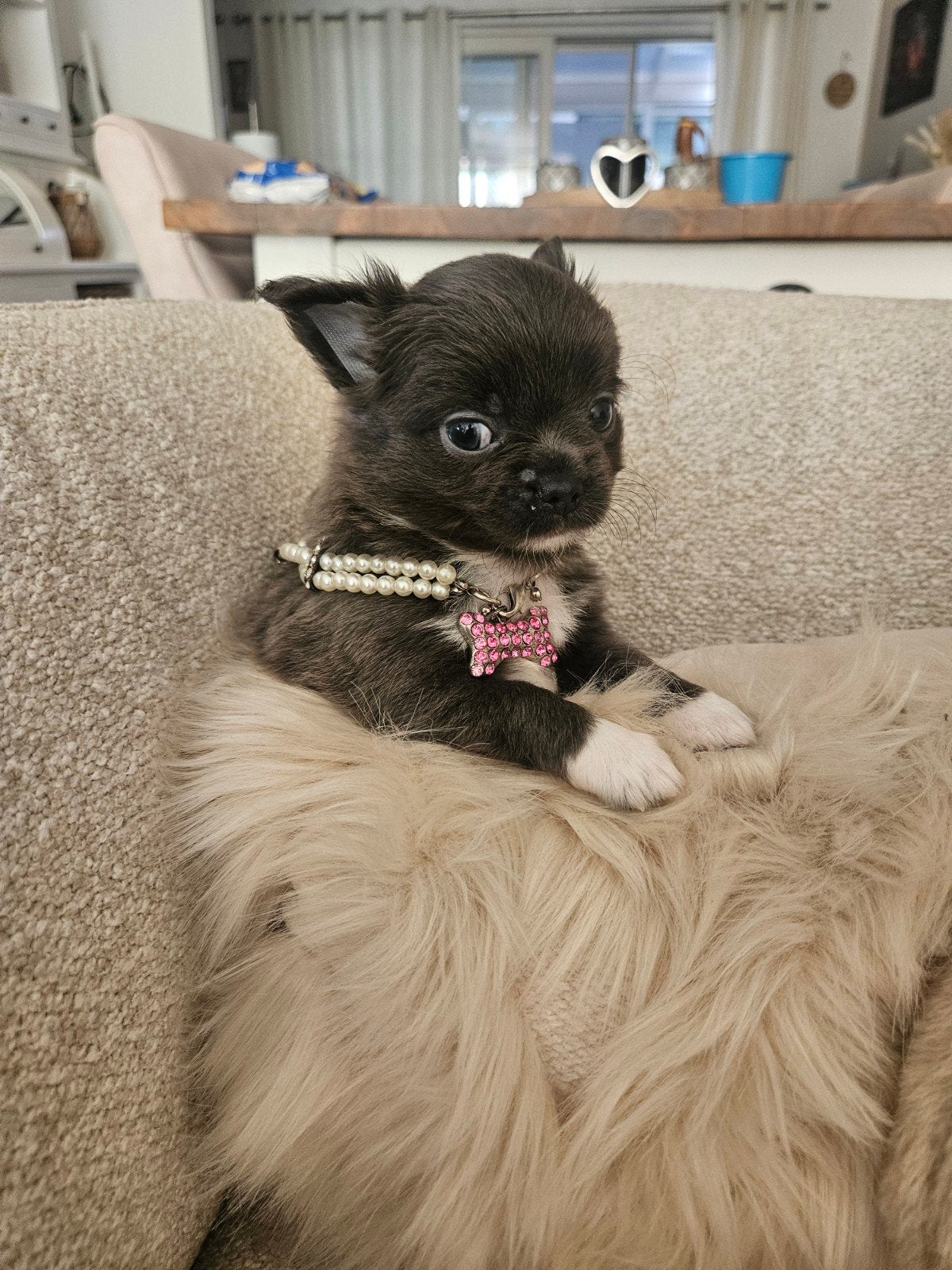 Chihuahua, België, Fokker | Hobbymatig, Reu, 8 tot 15 weken