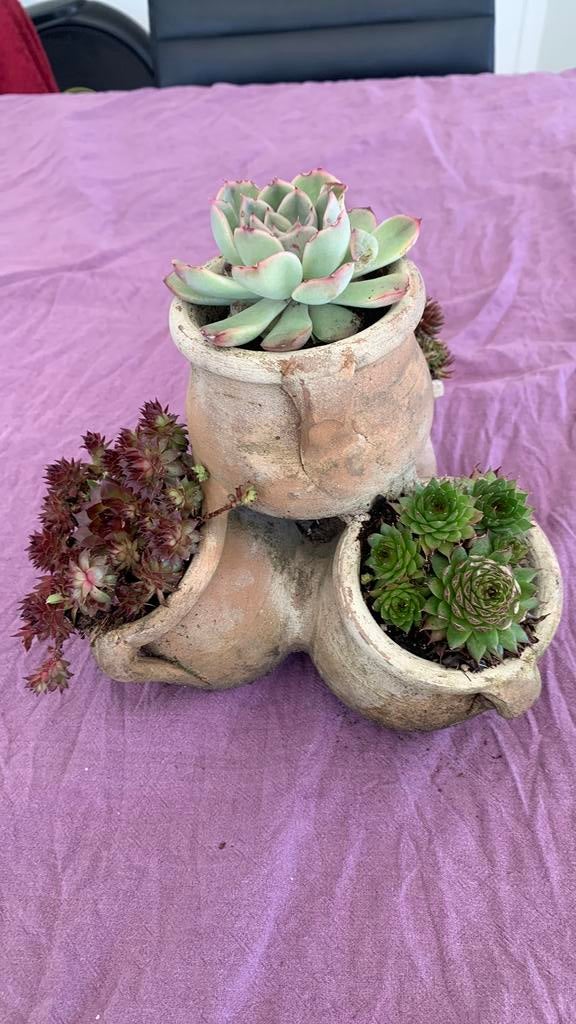 unieke bloempot met verschillende soorten Sempervivum, Ophalen