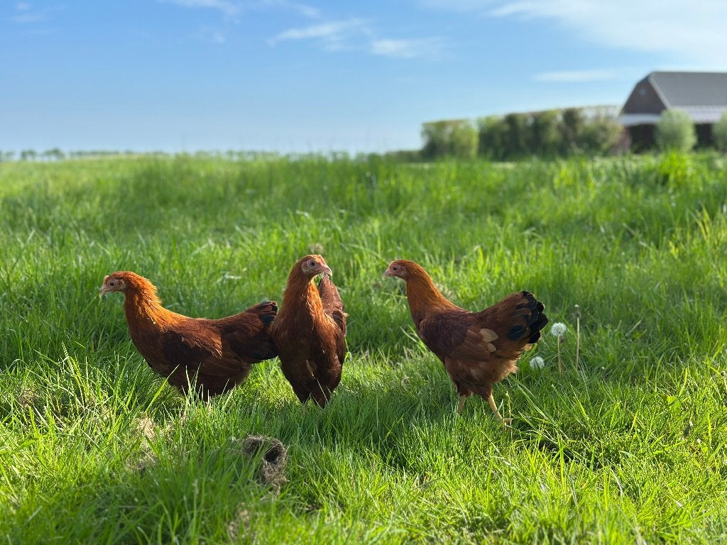 Jonge tamme New hampshire kriel kippen gesekst & ingeënt, Dieren en Toebehoren, Pluimvee, Vrouwelijk, Kip