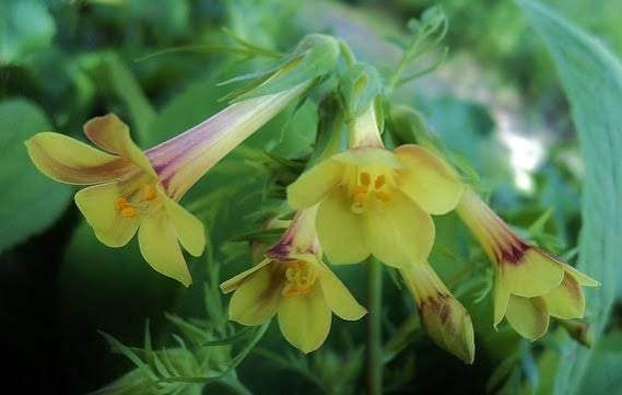 Polemonium pauciflorum, Volle zon, Vaste plant, Zomer, Ophalen