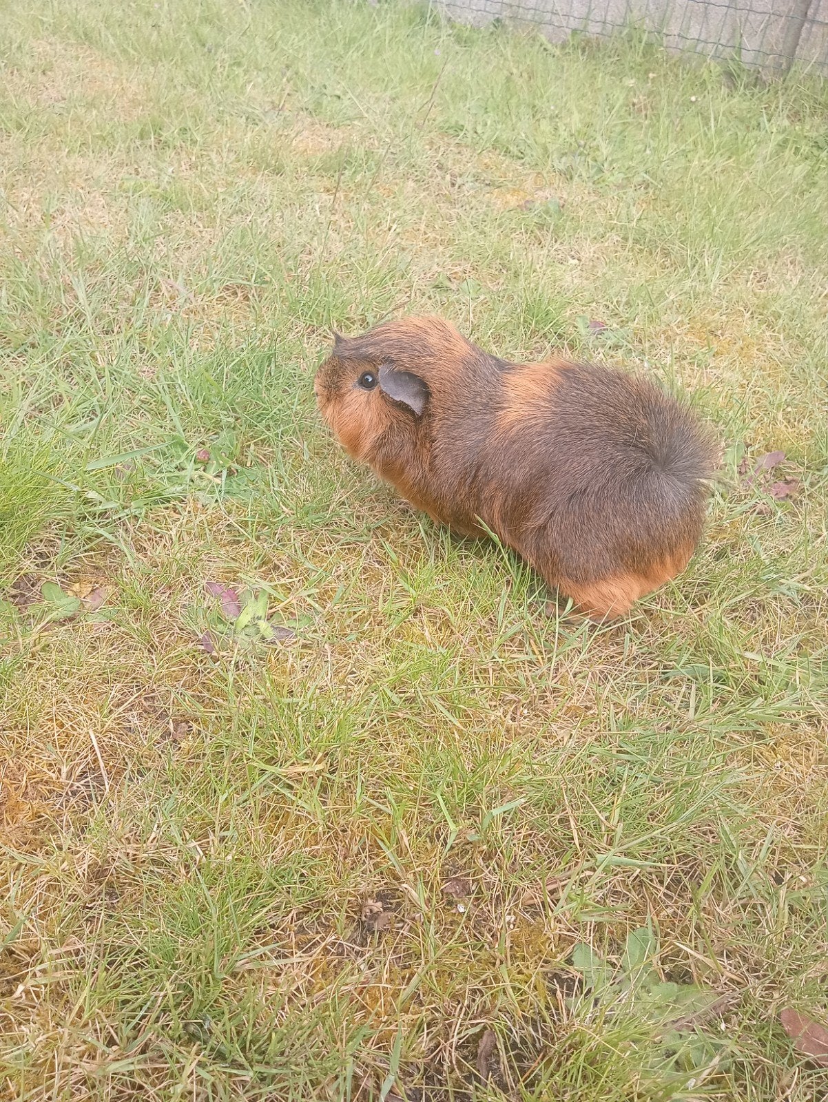 Cavia's 6 stuks gratis, Dieren en Toebehoren, Knaagdieren, Juni, Meerdere dieren, Cavia