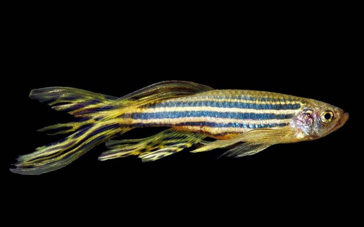 Zebradanio’s, Dieren en Toebehoren, Zoetwatervis, Schoolvis