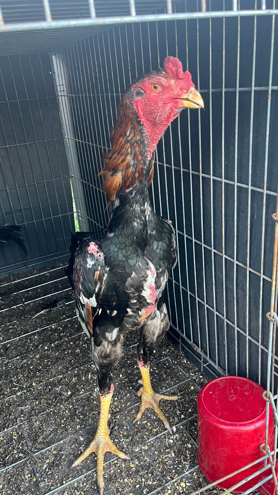 2x Shamo Hanen