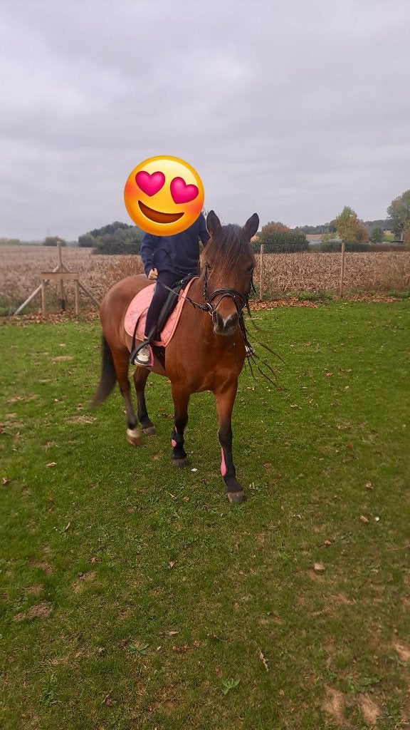 Lieve en prachtige Bpony, Dieren en Toebehoren, B, 7 tot 10 jaar, B pony (1.17m tot 1.27m), Merrie