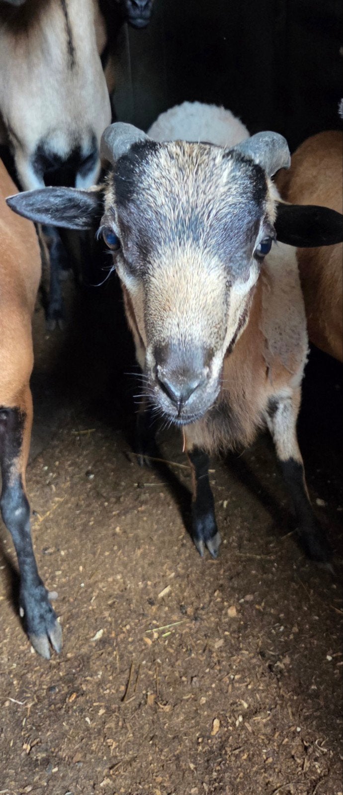 Kameroen bok te koop, Dieren en Toebehoren, Mannelijk, Schaap, 0 tot 2 jaar
