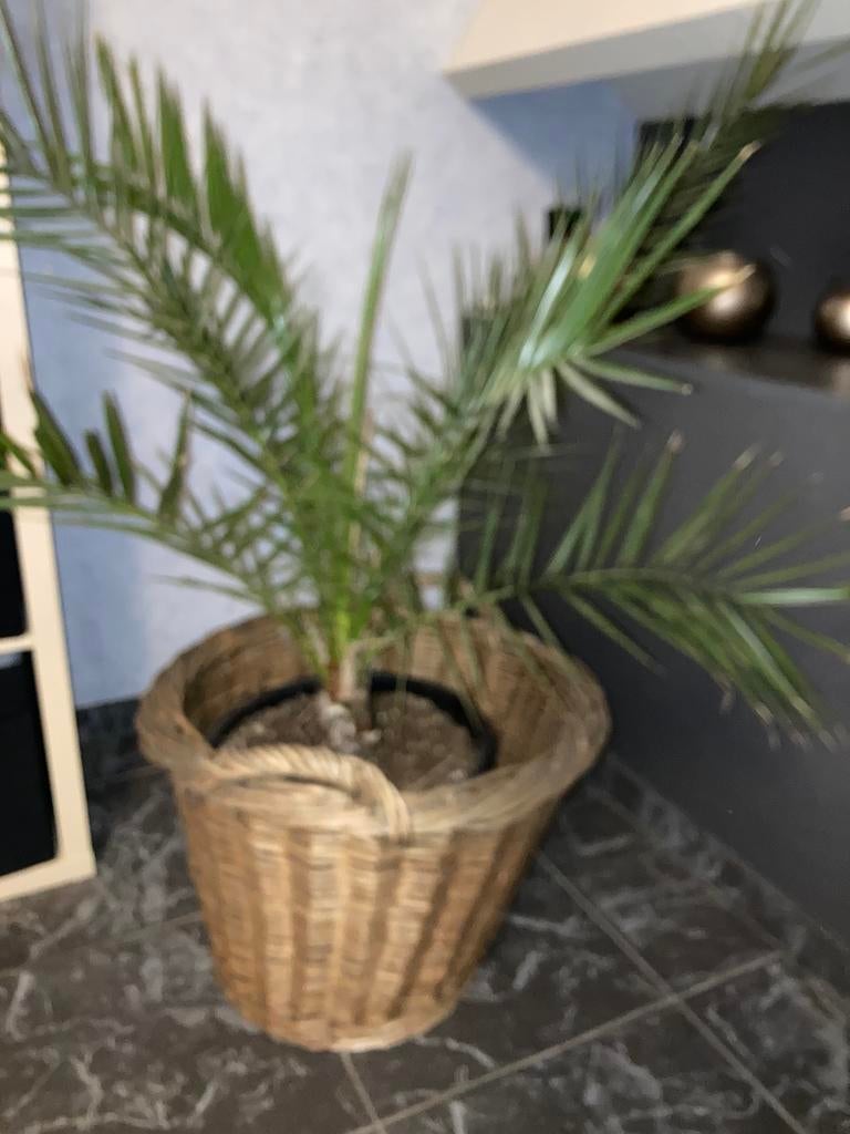 Grote Palm plant in mand voor buiten of binnen, Ophalen, Vaste plant