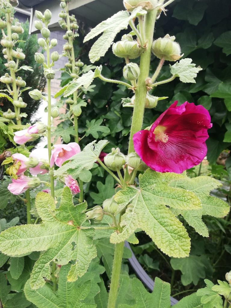 Graines de rose trémière, Enlèvement ou Envoi, Graine