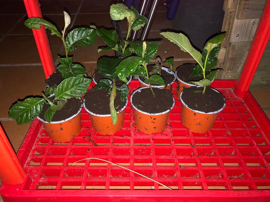 Loquat, Tuin en Terras, Ophalen, Minder dan 100 cm, Overige soorten, In pot