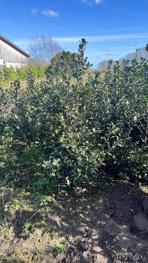 Ilex meserveae ‘Blue Prince’. Hagen en sierheesters