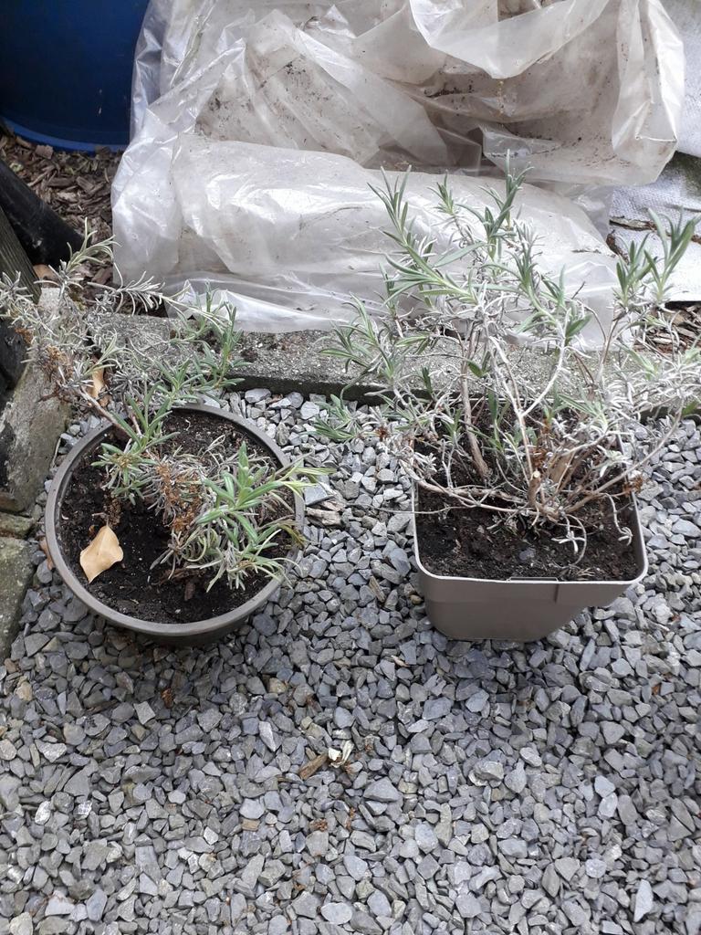 Lavendel struikjes, Ophalen, Zomer