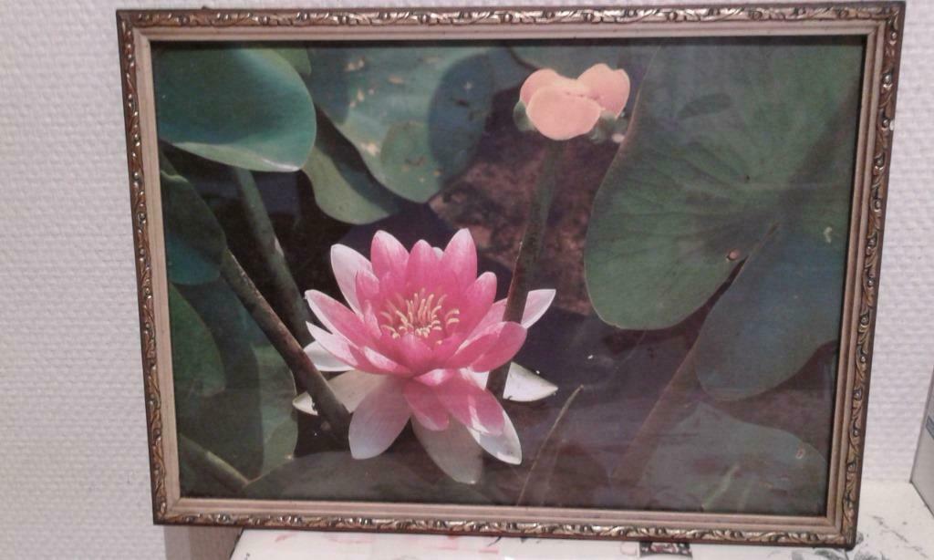 kader met waterlelie achter glas/cadre avec fleur derrière v, Ophalen, Gebruikt, Hout